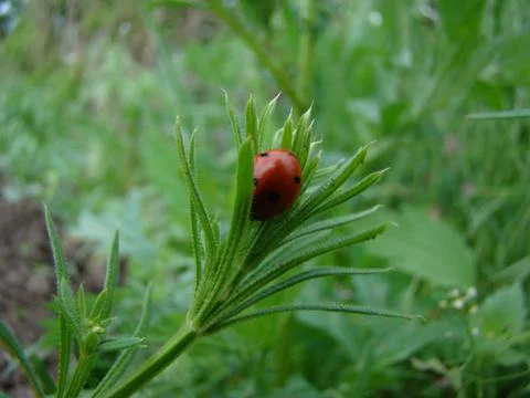 Ladybug Stock Photos