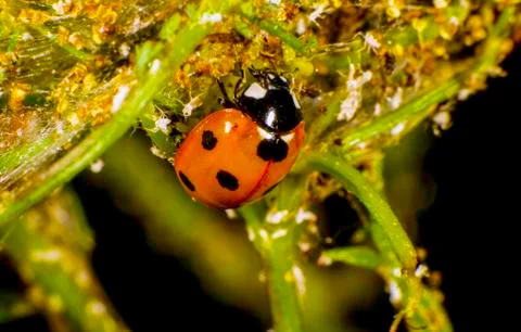 Ladybug Stock Photos
