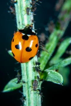 Ladybug Stock Photos