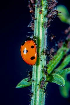 Ladybug Stock Photos
