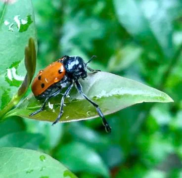 Ladybug 스톡 사진