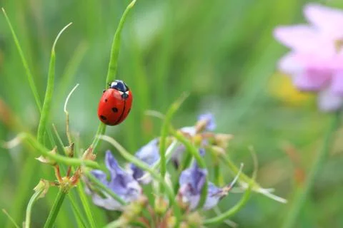 Ladybug Stock Photos