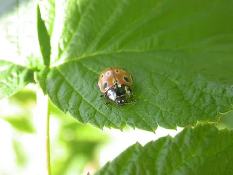 Ladybug Stock Photos