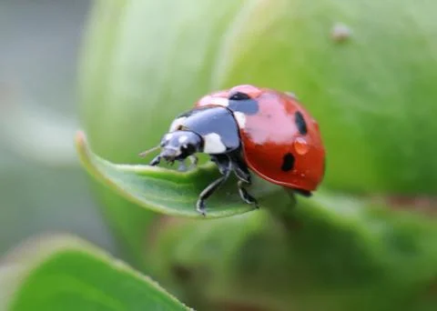 Ladybug Stock Photos