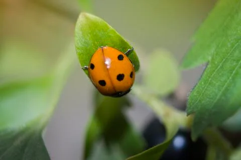 Ladybug Stock Photos