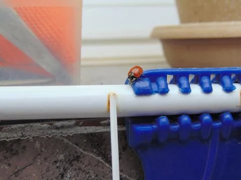 Ladybug Stock Photos