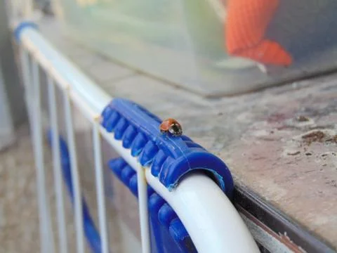 Ladybug Stock Photos