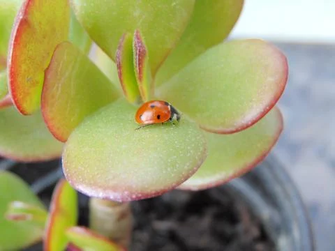 Ladybug Stock Photos