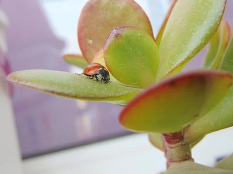 Ladybug Stock Photos