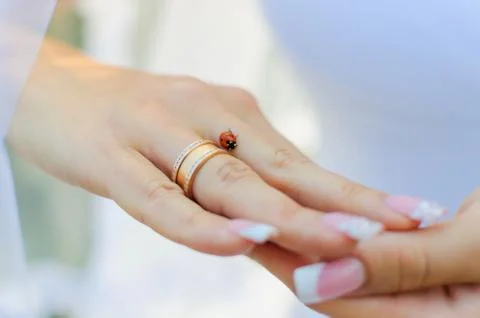 Ladybug Stock Photos