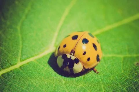 Ladybug Stock Photos
