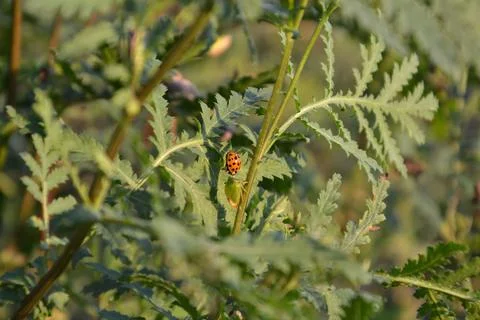Ladybug Stock Photos