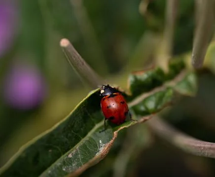 Ladybug Stock Photos