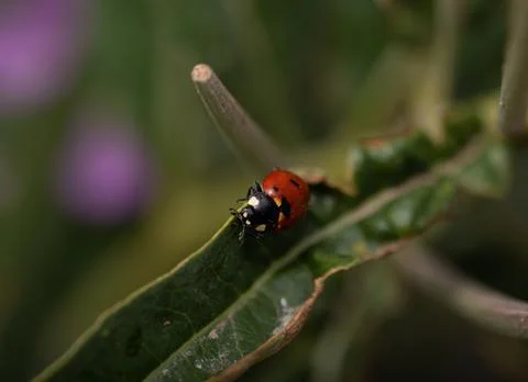 Ladybug Stock Photos