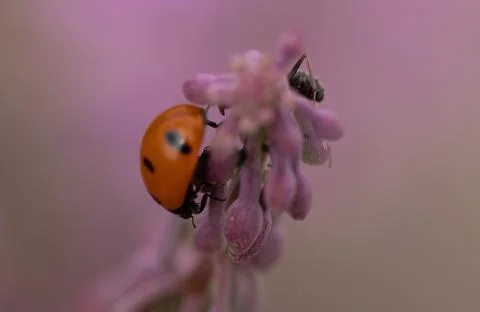 Ladybug Stock Photos