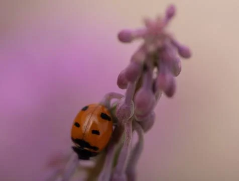 Ladybug Stock Photos