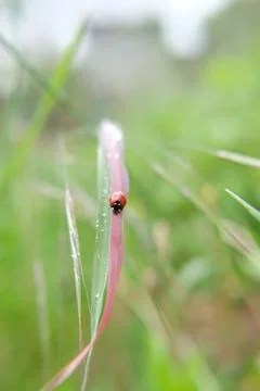 Ladybug Stock Photos