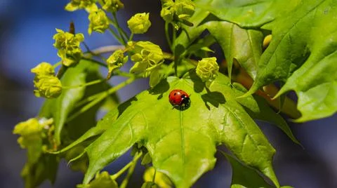  Ladybug. Stock Photos