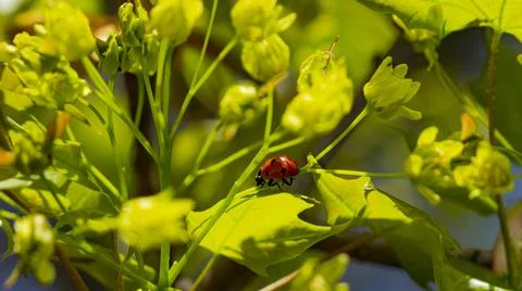  Ladybug. Stock Photos