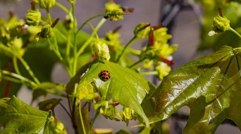 Ladybug. Stock Photos