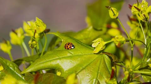  Ladybug. 스톡 사진