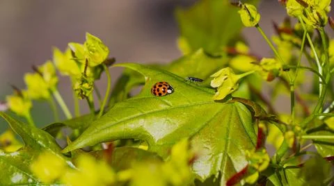  Ladybug. Foto stock