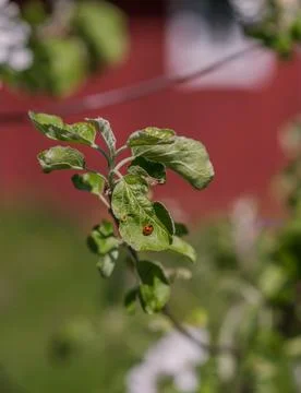 Ladybug 스톡 사진