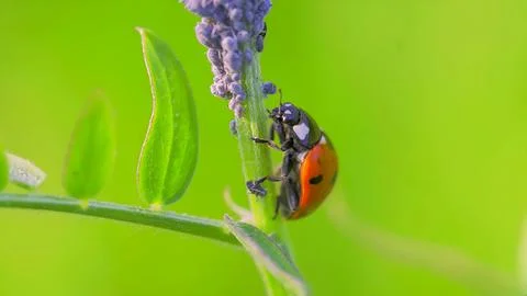 Ladybug Stock Photos