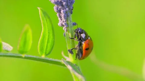 Ladybug Stock Photos