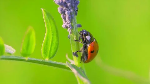 Ladybug Stock Photos