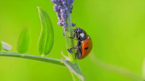 Ladybug Stock Photos