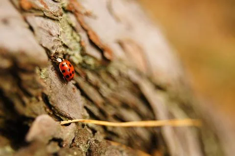 Ladybug Stock Photos