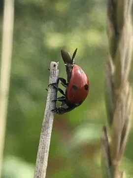 Ladybug Stock Photos