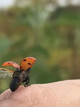 Ladybug Stock Photos