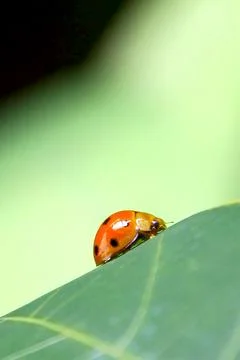 Ladybug Foto stock