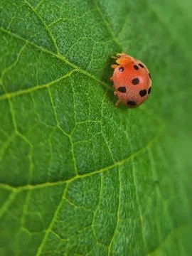 Ladybug Stock Photos
