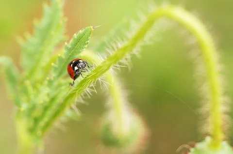 Ladybug Stock Photos