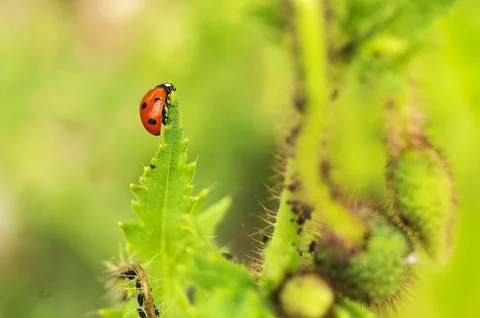 A ladybug Foto stock