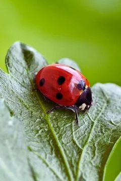 Ladybug Stock Photos