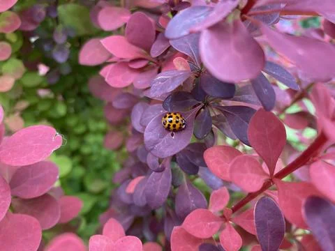Ladybug Stock Photos