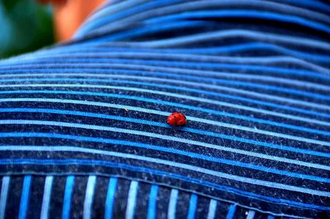 Ladybug Stock Photos