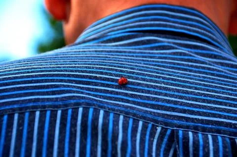 Ladybug Stock Photos
