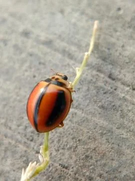 Ladybug Stock Photos