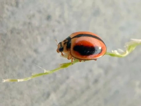 Ladybug Stock Photos