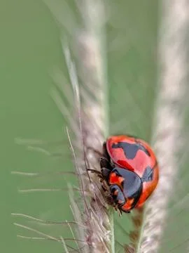 Ladybug Stock Photos