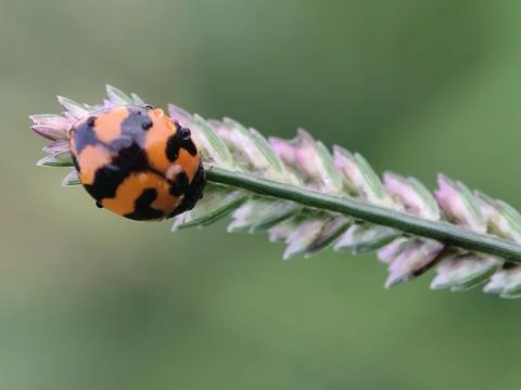 Ladybug Foto stock