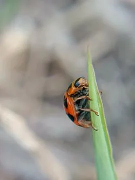 Ladybug Stock Photos