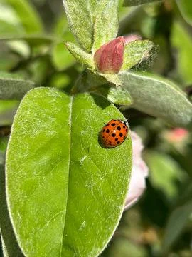 Ladybug Stock Photos