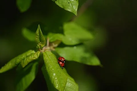 Ladybug 스톡 사진