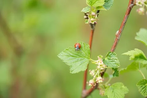 Ladybug 스톡 사진